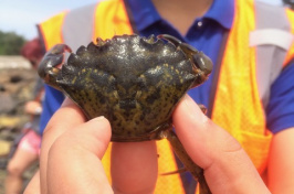 worker holding gree crab