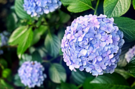 A photo of hydrangeas 