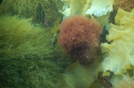 Red round invasive seaweed sits amid other green native seaweed species on the bottom of the ocean.