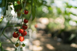 Berries growing at UNH 