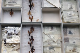 specimens in the UNH collection arranged by soecies