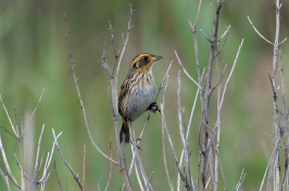 saltmarsh sparrow