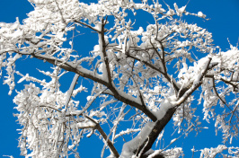 trees covered in show