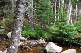 Acadia stream