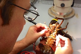 Ben Gutzler extracts a lobster spermatophore