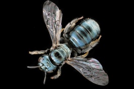 Close-up image of North American carpenter bee on black background 