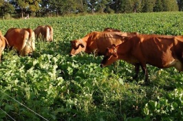 Cows grazing in brassica