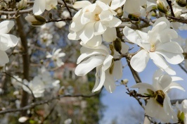 flowers at Thompson Hall