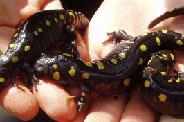 Salamanders