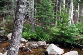 Investigating New Specialty Crops for New Hampshire