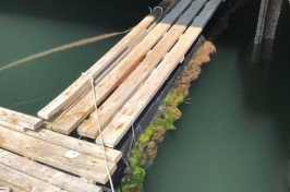 Aquaculture structures with Ectopleura colonies on the sides. (Credit: UNH)