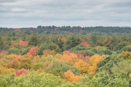 Autumn forest canopy.