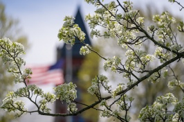 Looking through blossoms at T Hall