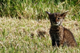 According to New Hampshire Fish and Game and UNH researchers, New Hampshire has approximately 1,400 bobcats