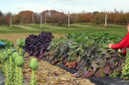 Growing brussels sprouts