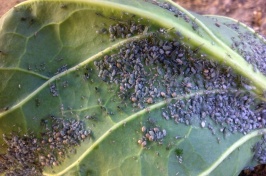 UNH Research: Organic Pesticides Help Manage Cabbage Aphids on Brussels Sprouts