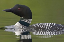 A loon in water