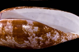 Cone snail shell on a black background.
