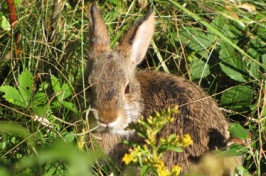 New England Cottontail