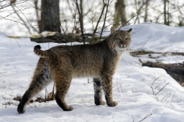 Bobcat in snow