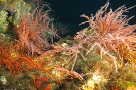 Deep-sea corals in New England waters.