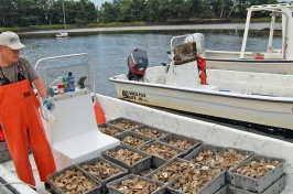 NH Commercial Oyster Farming Industry Gains Ground, Has Substantial Growth Potential