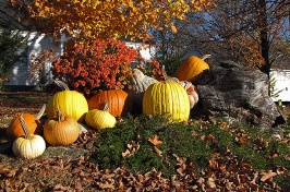 Pumpkins