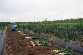 Kaitlyn harvests onions