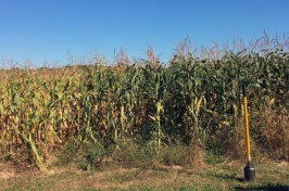 Rotating Crops Over Time Boosts Corn Yields, Even in Droughts