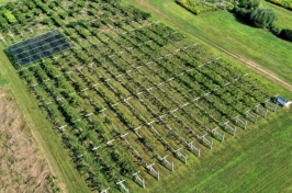 UNH’s Kiwiberry Experts to Discuss How to Grow Tropical-Tasting Fruit in N.H. Gardens