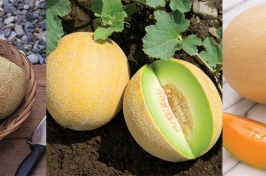 Learn How to Grow Melons in Your Garden