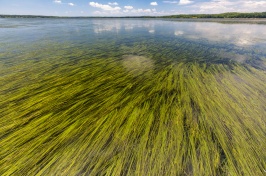 Eelgrass in Great Bay Estuary