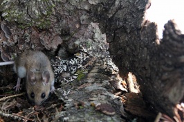 Woodland animals such as mice play an essential role in keeping forests healthy and thriving.