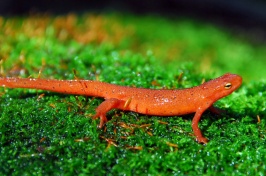 Eastern Newt 