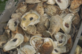 Great bay oysters