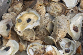 Oysters