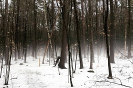 Snowy forest with fog