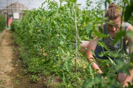 Student working in green house