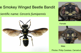 The Smokey Winged Beetle Bandit