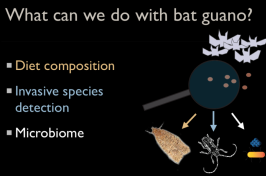 What can we do with bat guano?