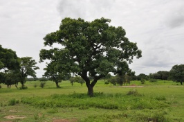 Shea tree in the landscape