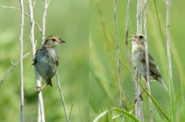 Sparrows