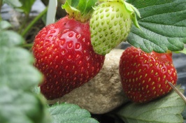 Extending N.H.'s Strawberry Season with Low Tunnels