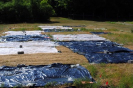 Black Tarps Over Cover Crops Suppress Weeds in Organic No-Till Vegetable Garden