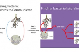 USDA Grant Supports UNH Research on How Plants Recognize Friends and Foes