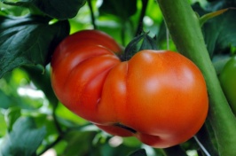 Tomato