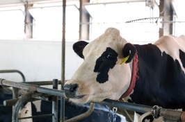 UNH scientists are investigating supplementation of dairy cow diets with seaweed to reduce greenhouse gas emissions and improve milk quality and animal health.