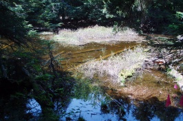 Vernal pool