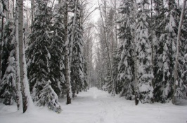 Snowy forest.