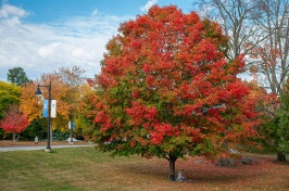 campus tree in fall colors